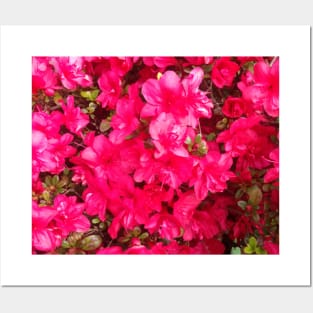 Bright Pink Flowers - Vectorized Photographic Image Posters and Art